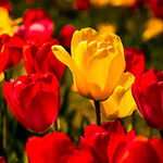 Nationalblume Ungarn