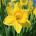 Nationalblume Wales