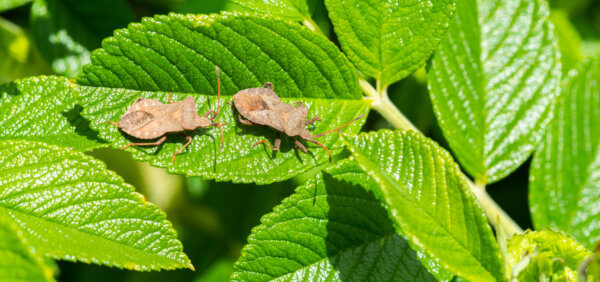 Wanzen auf Blatt