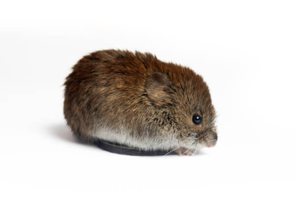 Wühlmaus