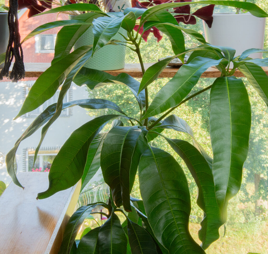 Mango Pflanze Kaufen 1