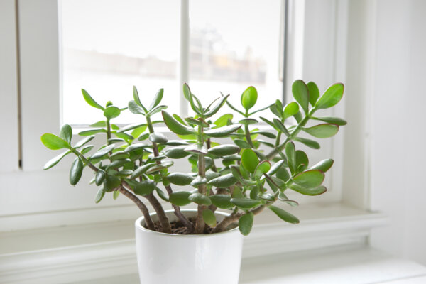 Geldbaum am Fenster