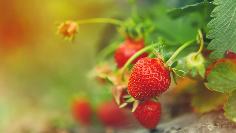 Erdbeeren