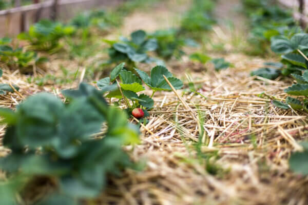 Erdbeeren Stroh