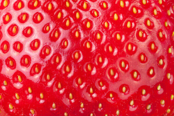 Erdbeere Microaufnahme