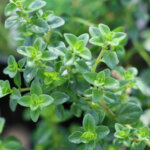 Thymian