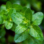 Oregano