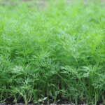 Dill