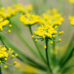 Fenchel