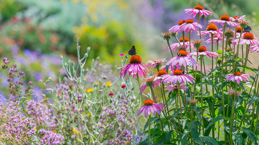 So wird der Garten ökologisch – die Grundlagen eines Naturgartens