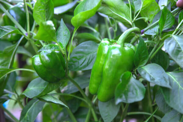grüner Paprika