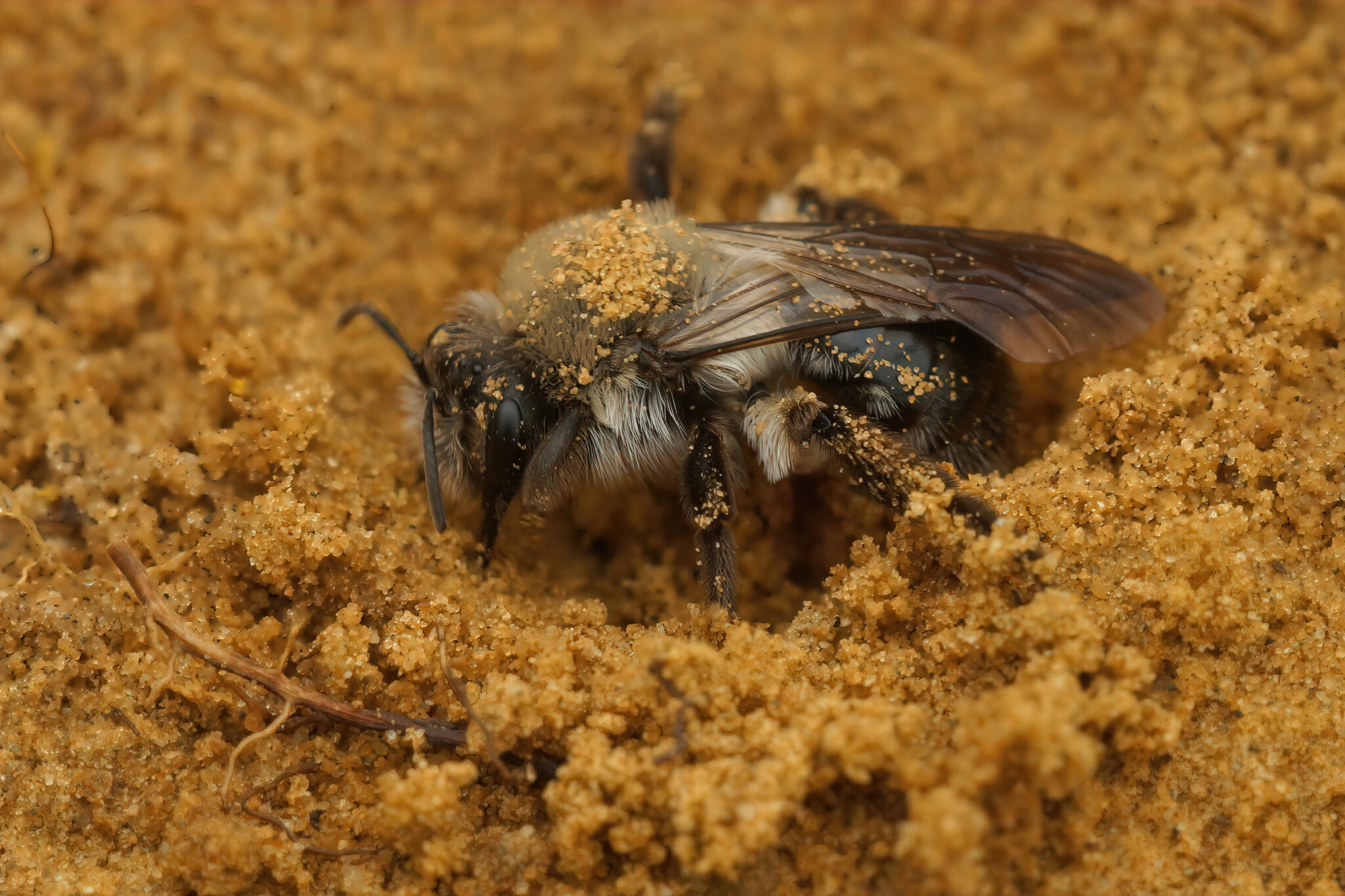sandbienen-die-einzelg-nger-unter-den-bienen-samenhaus-gartenblog