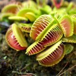 Venusfliegenfalle