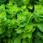 Oregano
