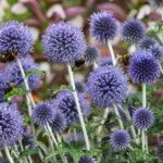 Ruthenischer Kugeldistel
