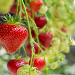 Erdbeeren