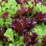 Pflücksalat