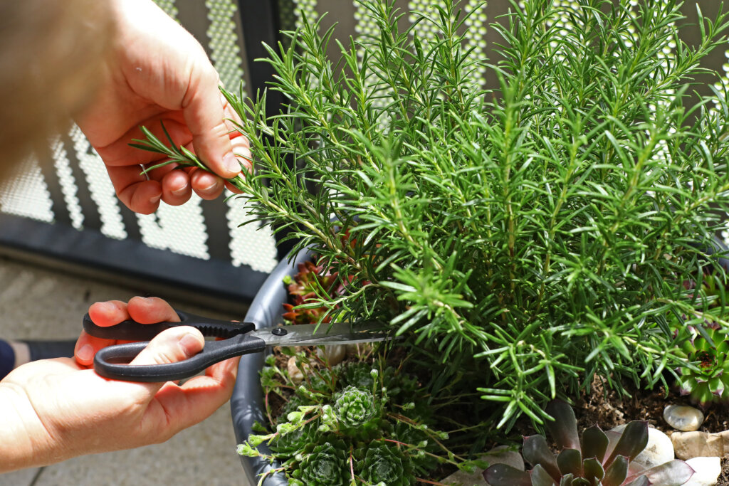 15 pflegeleichte Gartenpflanzen, die auch ohne grünen Daumen gedeihen