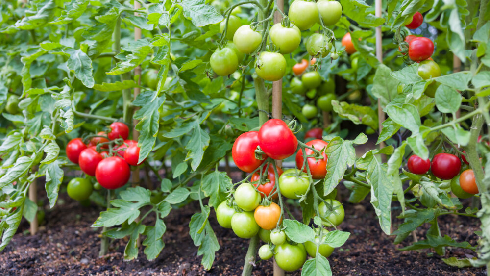Tomaten anbauen