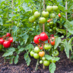 Sie fragen – wir antworten: Probleme beim Anbau von Tomaten
