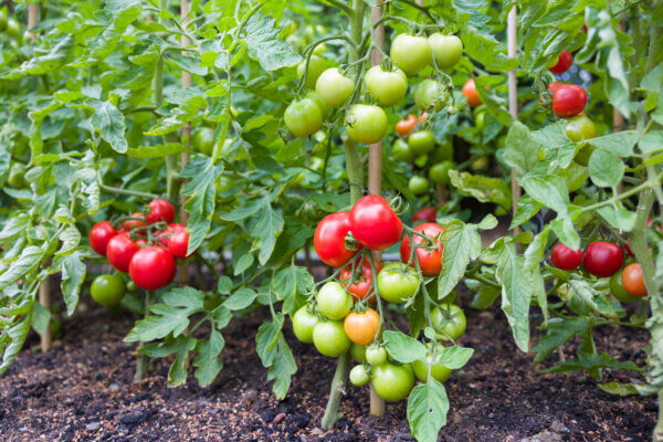 Tomaten anbauen