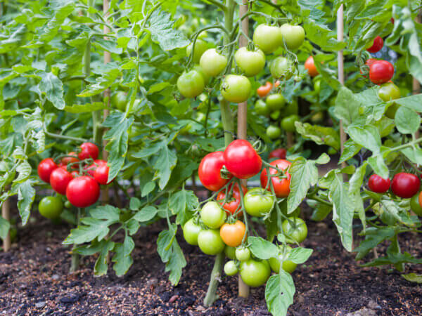Sie fragen – wir antworten: Probleme beim Anbau von Tomaten