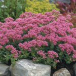 Fette Henne – Stauden in den Farben des Herbstes