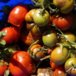 Kraut- und Braunfäule – Tomaten in Gefahr