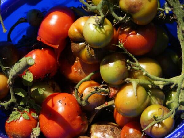 Kraut- und Braunfäule – Tomaten in Gefahr
