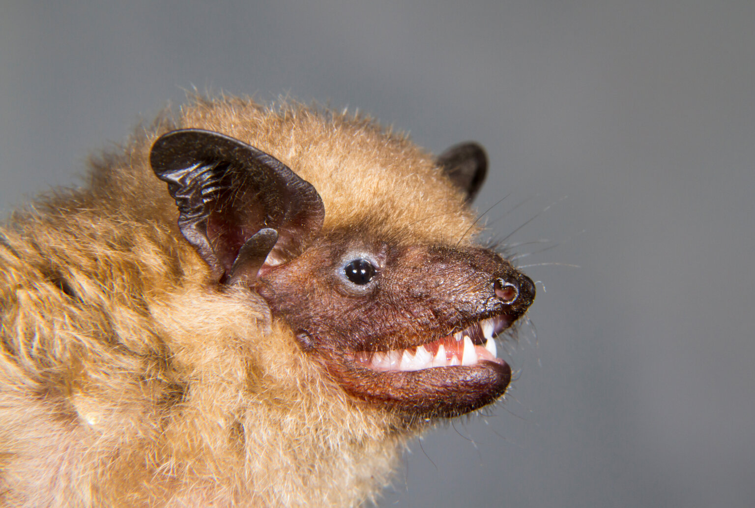 Wie Lange Uberlebt Eine Fledermaus In Der Wohnung