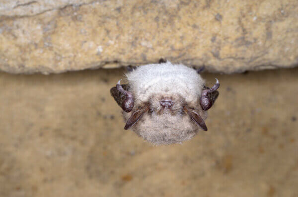 Teichfledermaus