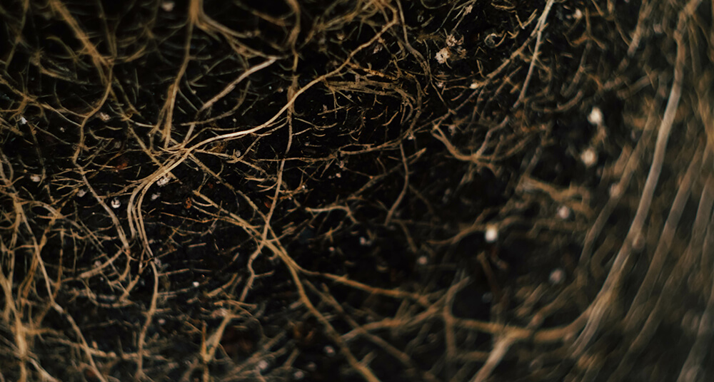 Rhizophagie