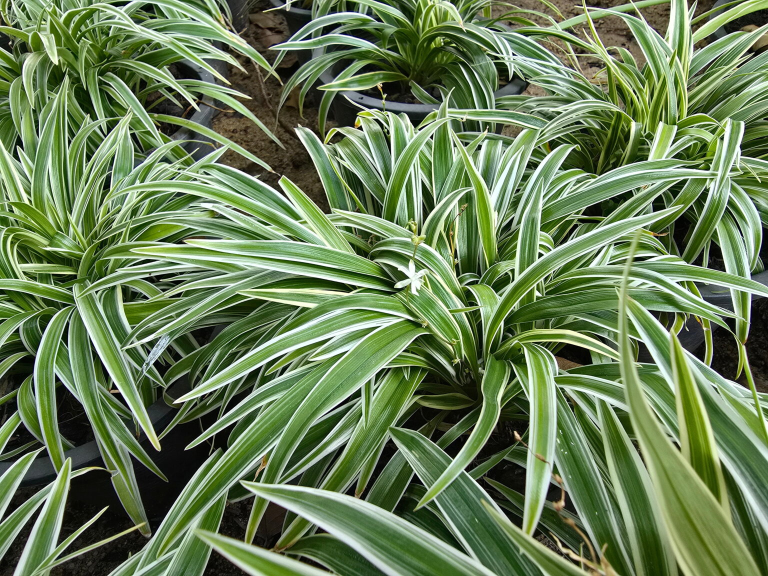 Grünlilien die beliebtesten Zimmerpflanzen Samenhaus Gartenblog