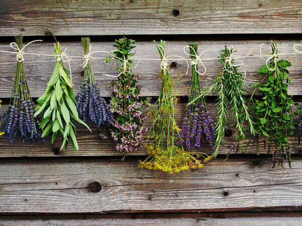 Diese Kräuter können Sie im November sammeln