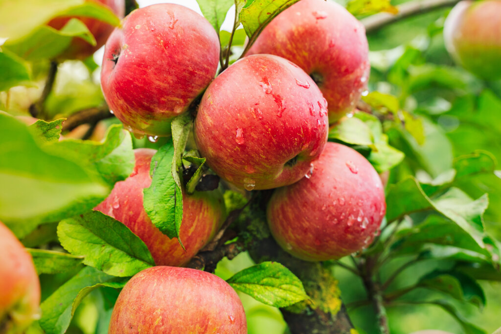 Äpfel – machen Sie nicht diese 10 Pflegefehler