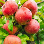 Äpfel – machen Sie nicht diese 10 Pflegefehler