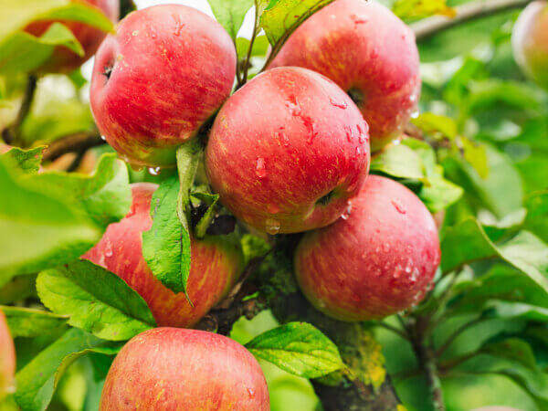 Äpfel – machen Sie nicht diese 10 Pflegefehler