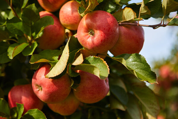 Apfelbaum