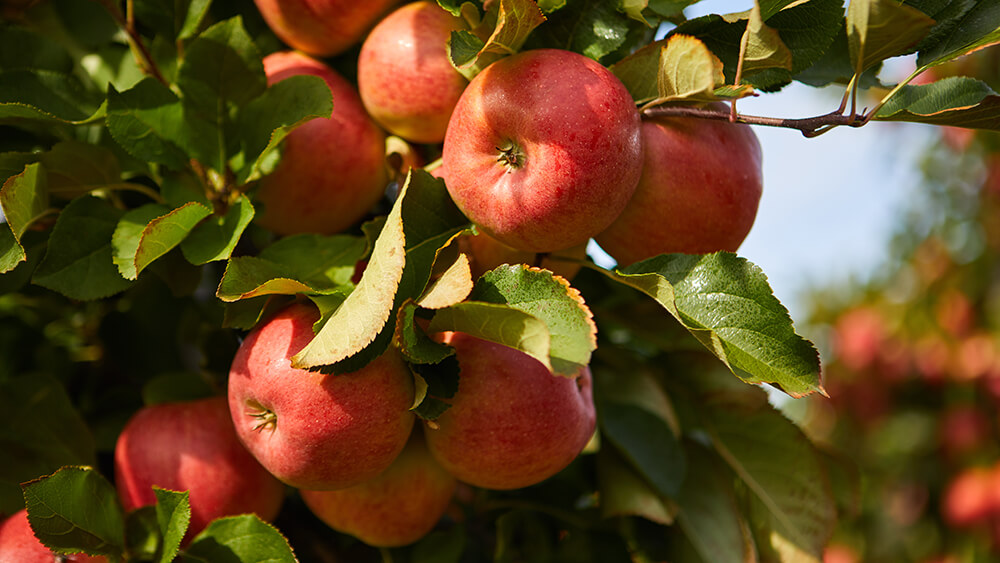 Apfelbaum