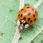 Der Asiatische Marienkäfer – Nützling oder Schädling?