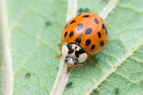 Asiatischer Marienkäfer