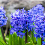 blaue Hyazinthen