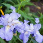 blaue Bartblumen