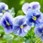 blaue Garten-Stiefmütterchen