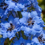 blauer Rittersporn