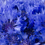 blaue Kornblumen