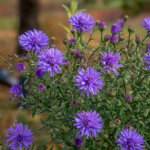 blaue Herbst-Astern