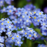 blaue Vergissmeinnicht