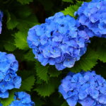 blaue Hortensien