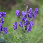 blauer Eisenhut
